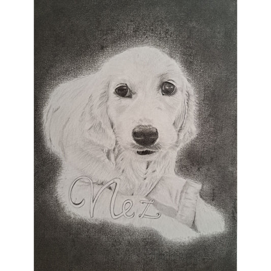 Golden retriever portret