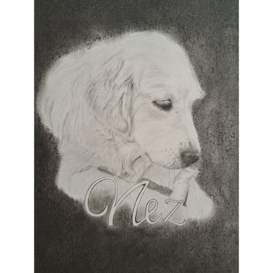 Golden retriever portret 2